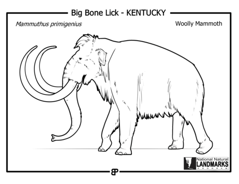 Woolly Mammoth   Mammuthus Primigenius Coloring Page